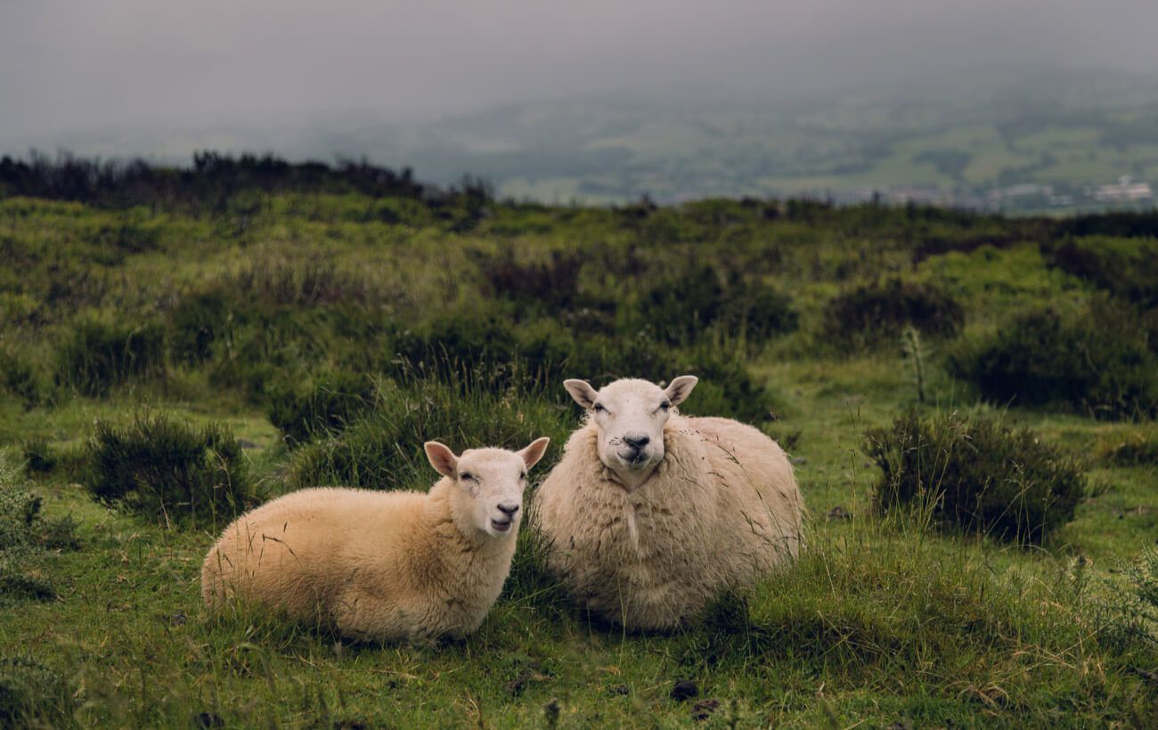 Duas ovelhas serenas na natureza